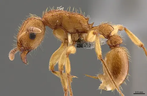 Tetramorium viticola specimen CASENT0297656 image casent0297656_1