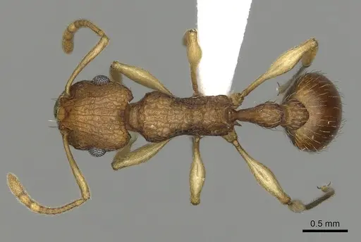 Tetramorium viticola specimen CASENT0316974 image casent0316974_1