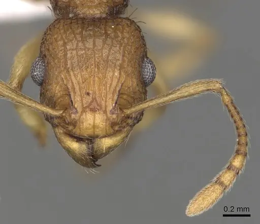 Tetramorium viticola specimen CASENT0316974 image casent0316974_2
