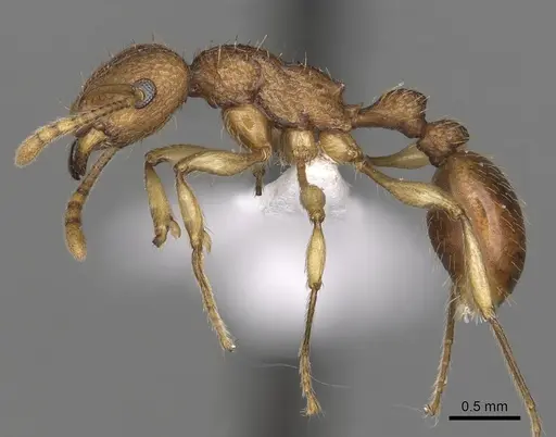 Tetramorium viticola specimen CASENT0316974 image casent0316974_3