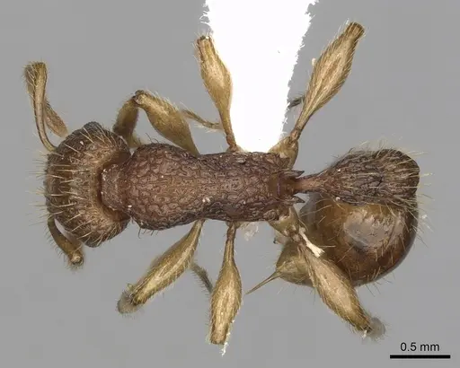 Tetramorium viticola specimen CASENT0403806 image casent0403806_1