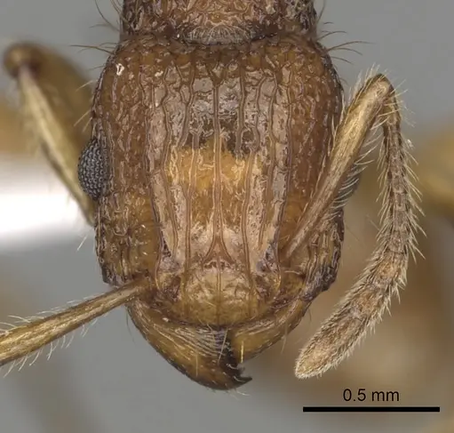 Tetramorium viticola specimen CASENT0403806 image casent0403806_2