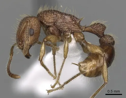 Tetramorium viticola specimen CASENT0403806 image casent0403806_3