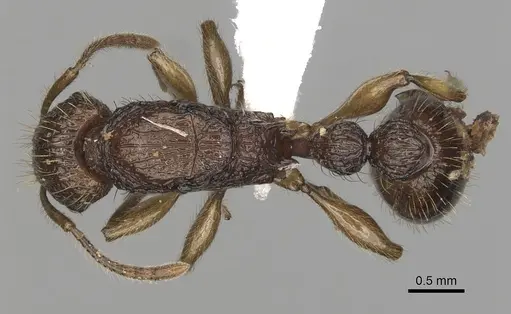 Tetramorium viticola specimen CASENT0403808 image casent0403808_1