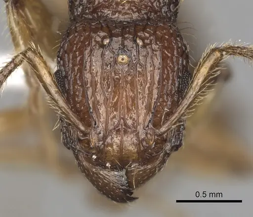 Tetramorium viticola specimen CASENT0403808 image casent0403808_2
