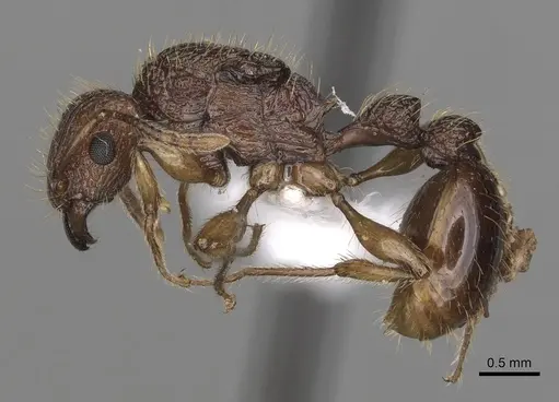Tetramorium viticola specimen CASENT0403808 image casent0403808_3