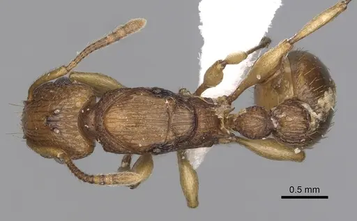 Tetramorium viticola specimen CASENT0404036 image casent0404036_1