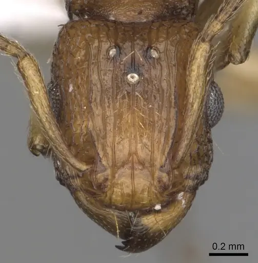 Tetramorium viticola specimen CASENT0404036 image casent0404036_2