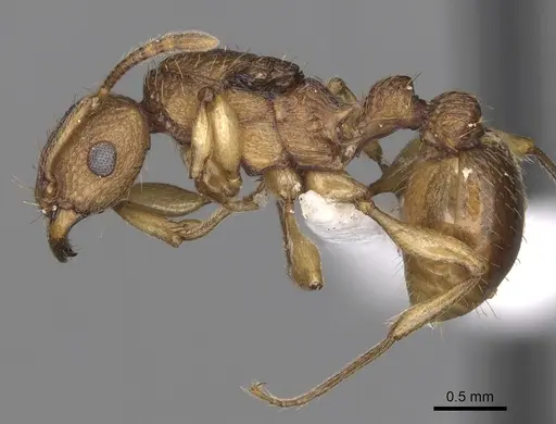 Tetramorium viticola specimen CASENT0404036 image casent0404036_3