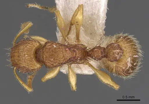 Tetramorium viticola specimen CASENT0901226 image casent0901226_1