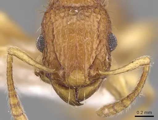 Tetramorium viticola specimen CASENT0901226 image casent0901226_2