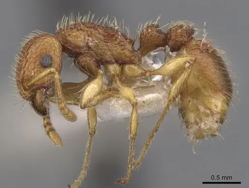 Tetramorium viticola specimen CASENT0901226 image casent0901226_3