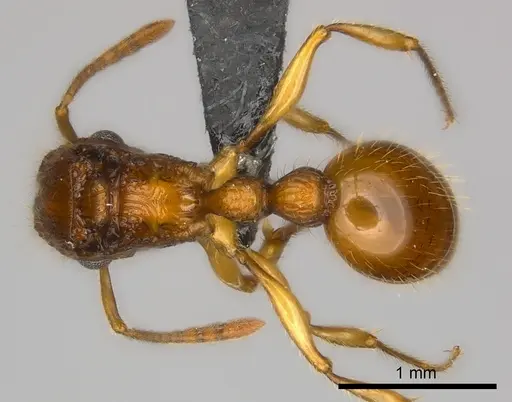 Tetramorium voasary specimen CASENT0049240 image casent0049240_1