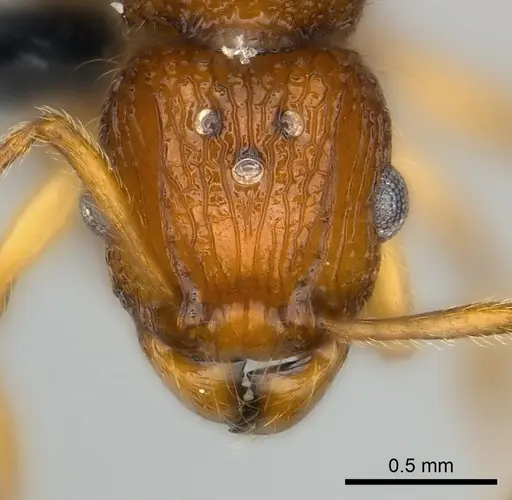 Tetramorium voasary specimen CASENT0049240 image casent0049240_2
