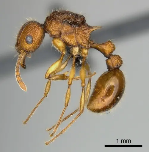 Tetramorium voasary specimen CASENT0049240 image casent0049240_3