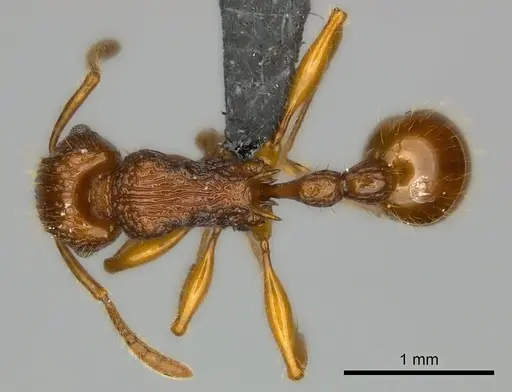 Tetramorium voasary specimen CASENT0123392 image casent0123392_1