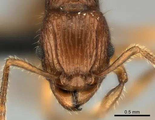 Tetramorium voasary specimen CASENT0123392 image casent0123392_2