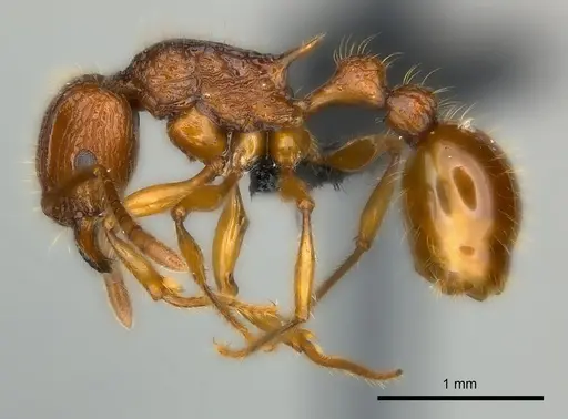 Tetramorium voasary specimen CASENT0123392 image casent0123392_3
