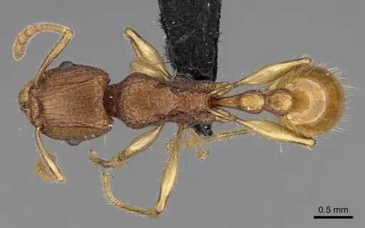 Tetramorium voasary specimen CASENT0247162 image casent0247162_1