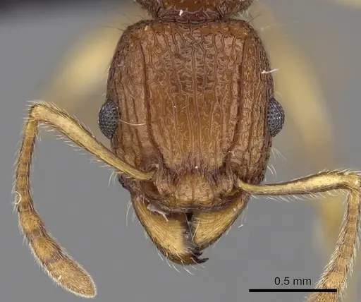 Tetramorium voasary specimen CASENT0247162 image casent0247162_2