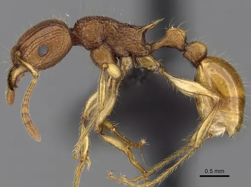 Tetramorium voasary specimen CASENT0247162 image casent0247162_3
