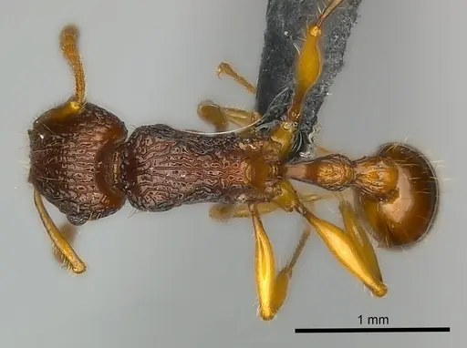 Tetramorium voasary specimen CASENT0488650 image casent0488650_1