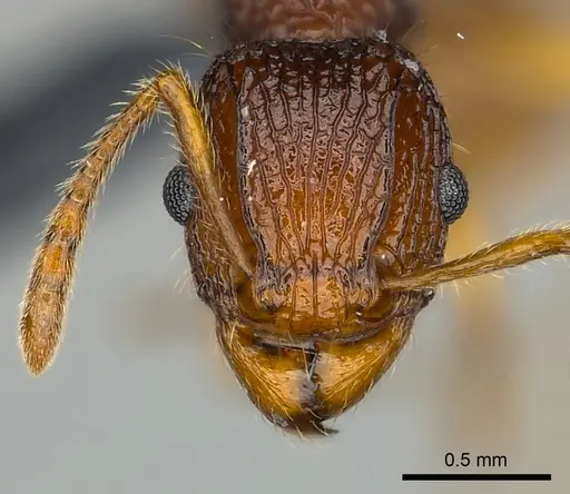 Tetramorium voasary specimen CASENT0488650 image casent0488650_2