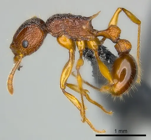 Tetramorium voasary specimen CASENT0488650 image casent0488650_3
