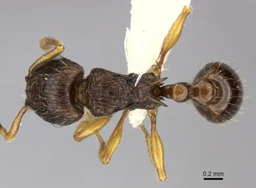 Tetramorium vohitra specimen CASENT0189167 image casent0189167_1