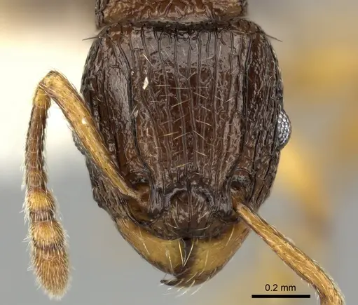 Tetramorium vohitra specimen CASENT0189167 image casent0189167_2