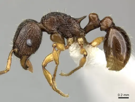 Tetramorium vohitra specimen CASENT0189167 image casent0189167_3