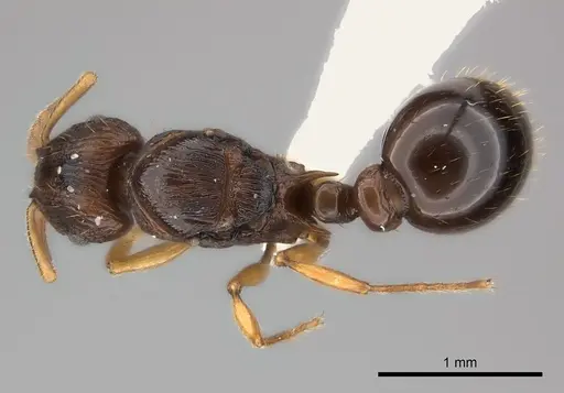 Tetramorium vohitra specimen CASENT0192256 image casent0192256_1