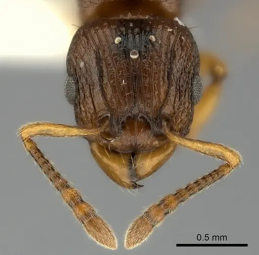 Tetramorium vohitra specimen CASENT0192256 image casent0192256_2