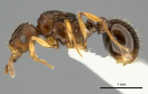Tetramorium vohitra specimen CASENT0192256 image casent0192256_3