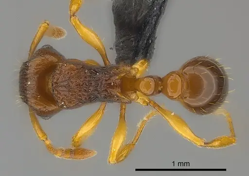 Tetramorium vohitra specimen CASENT0218034 image casent0218034_1