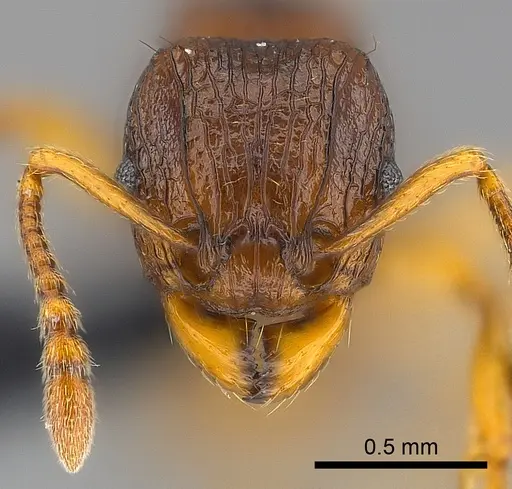 Tetramorium vohitra specimen CASENT0218034 image casent0218034_2