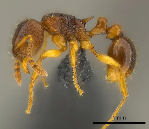 Tetramorium vohitra specimen CASENT0218034 image casent0218034_3