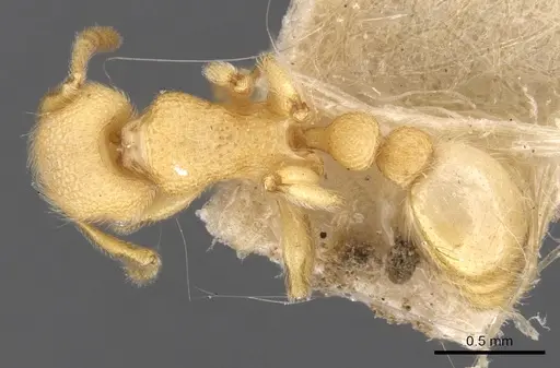 Tetramorium vombis specimen CASENT0901057 image casent0901057_1