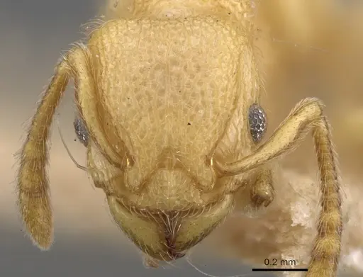 Tetramorium vombis specimen CASENT0901057 image casent0901057_2