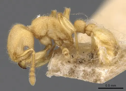 Tetramorium vombis specimen CASENT0901057 image casent0901057_3