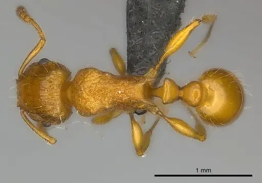Tetramorium vony specimen CASENT0044898 image casent0044898_1
