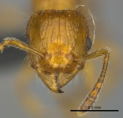 Tetramorium vony specimen CASENT0044898 image casent0044898_2