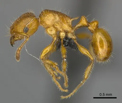 Tetramorium vony specimen CASENT0044898 image casent0044898_3