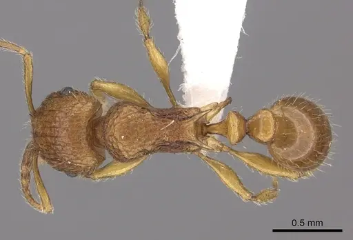 Tetramorium vony specimen CASENT0404272 image casent0404272_1