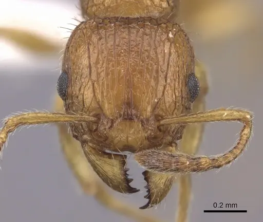 Tetramorium vony specimen CASENT0404272 image casent0404272_2