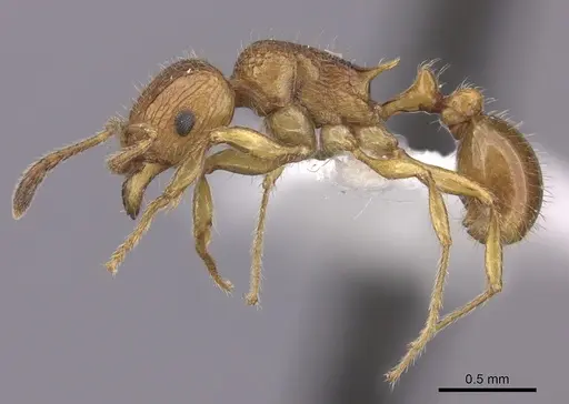 Tetramorium vony specimen CASENT0404272 image casent0404272_3