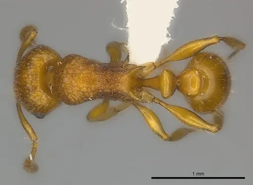 Tetramorium vony specimen CASENT0404286 image casent0404286_1