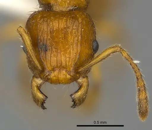Tetramorium vony specimen CASENT0404286 image casent0404286_2