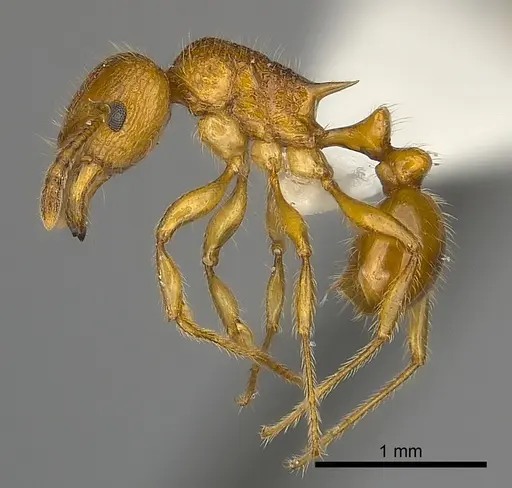Tetramorium vony specimen CASENT0404286 image casent0404286_3