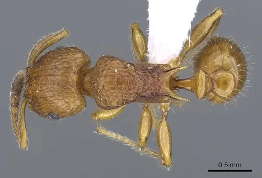 Tetramorium vony specimen CASENT0404310 image casent0404310_1